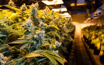 Nederland drugsland